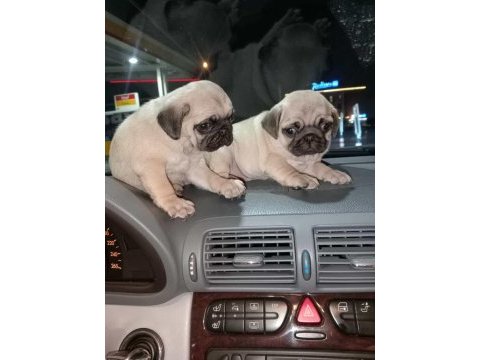 Muhteşem pug mops bebekler