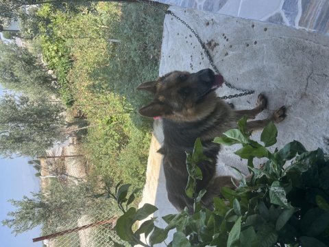 1 yaşında alman kurdu ücretli