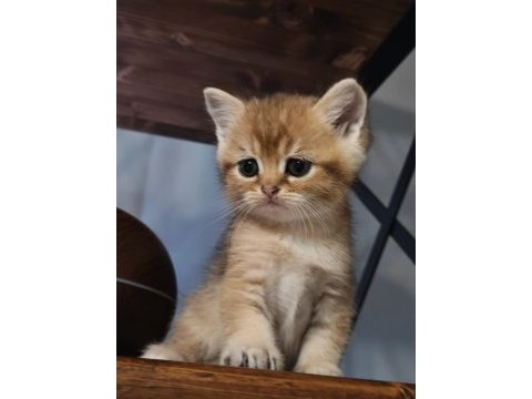 Golden minik british shorthair bebeğim