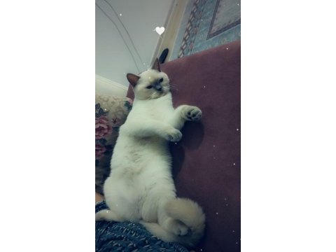 British shorthair kızımız mia