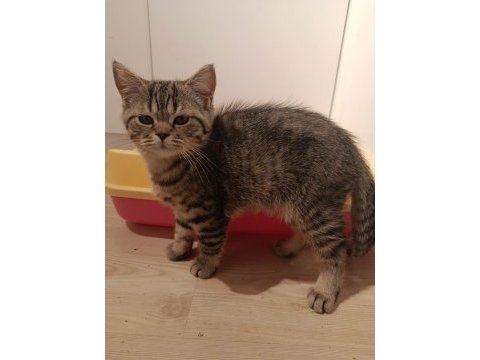 3.5 aylık british shorthair yavrular