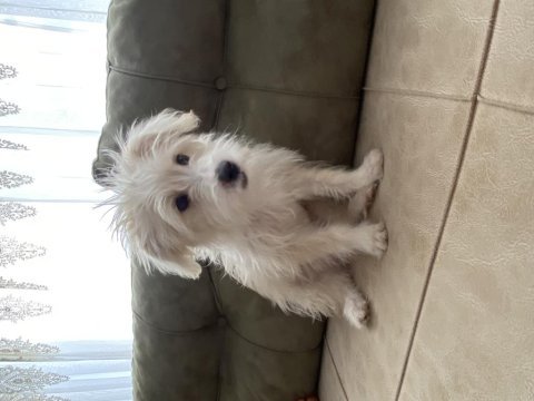 3 aylık erkek terrier
