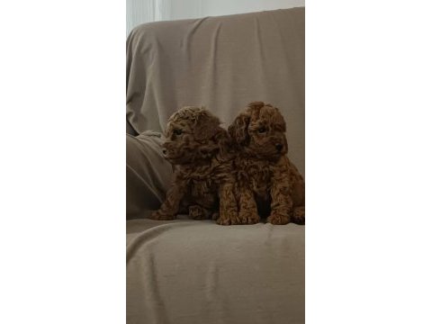 Bursa ve çevre illere teslim toy poodle