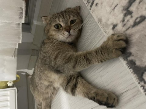 Scottish fold dişi kedimiz nadir tüy rengine sahip