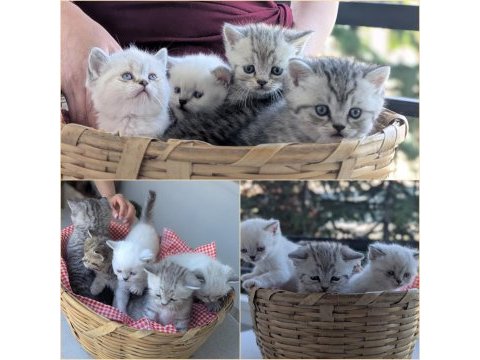 Kedimiz lokum un 4 adet british shorthair yavrusu