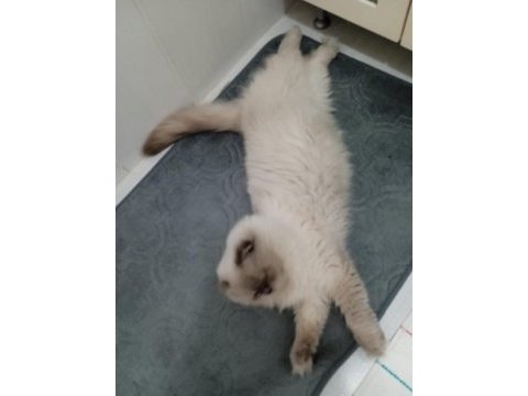 Mükemmel ırk asil scottish fold kedimiz