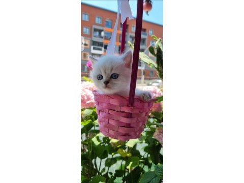 19 mayıs doğumlu british shorthair bebekler