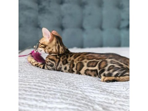 Üst kaliteli bengal erkek