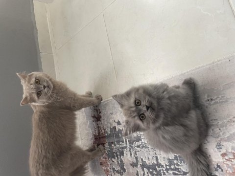 British longhair sevimli yavru