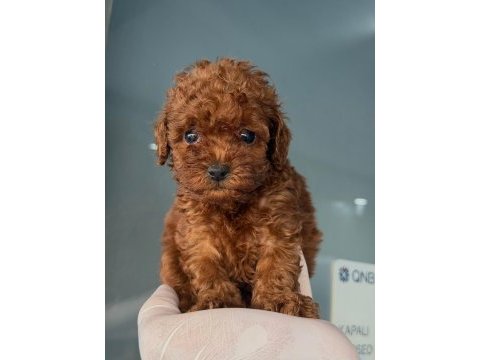 Harika poodle bebekler