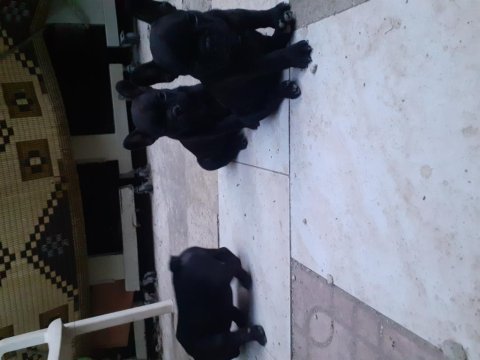 Safkan anne ve babadan french bulldog