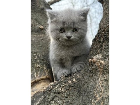 British shorthair kedisi