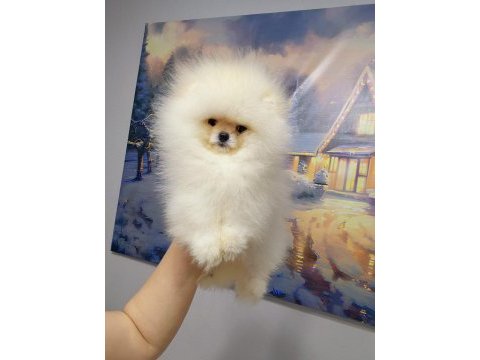 Pomeranian boo bebekler