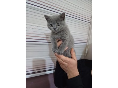 British shorthair 2 aylık yavru tam gri