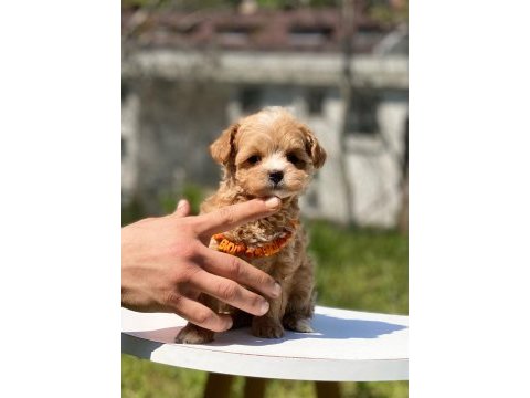 Sevimli maltipoo yavrular red brown