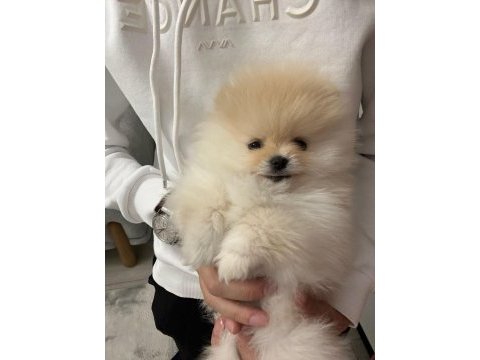 0 burun teddy bear orjinal gülen yüz erkek pomeranian