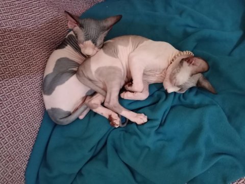 Alerji artık sizi saf aşktan uzaklaştırmasın sfenks