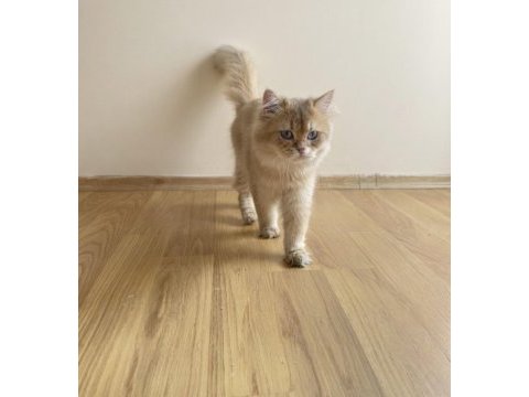Wcf pedigreli british longhair erkek chocolate golden shaded
