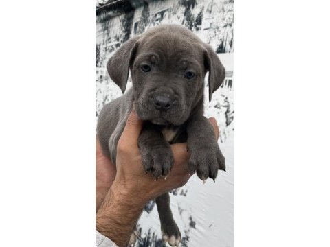 Dev panter blue cane corso yavruları