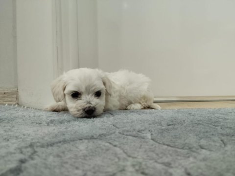 Kore maltese terrier yavrularımız