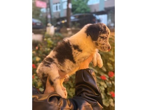 Zeki ve oyuncu border collie yavru