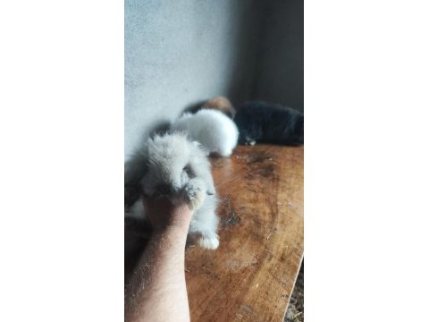 Hollanda teddy lop tavşanı yavruları