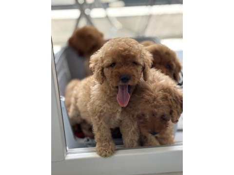 45 günlük toy poodle bebekler