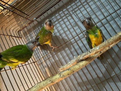 Senegal papağanları