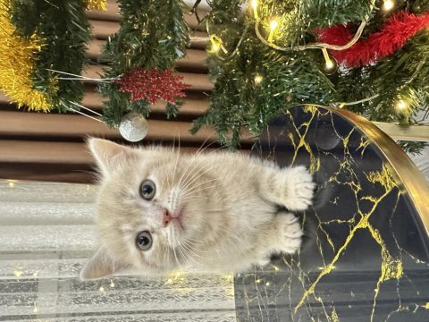 British shorthair yavru kediler