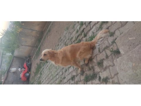 Şans köpeğim golden retriever