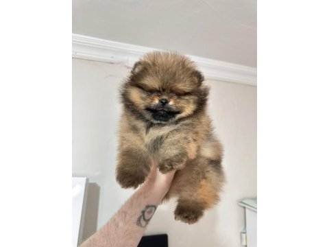 Show kalite pomeranian boo