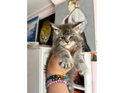 Safkan secereli maine coon bebekler