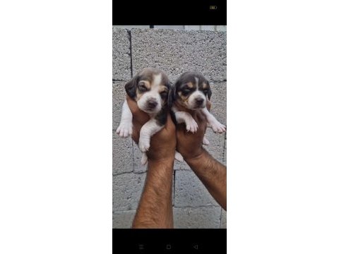 Beagle yavrular