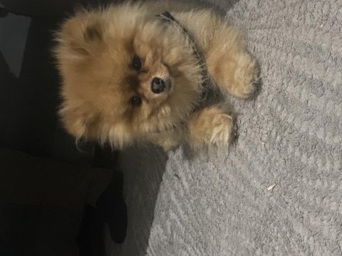 Uygun fiyata sağlıklı pomeranian boo