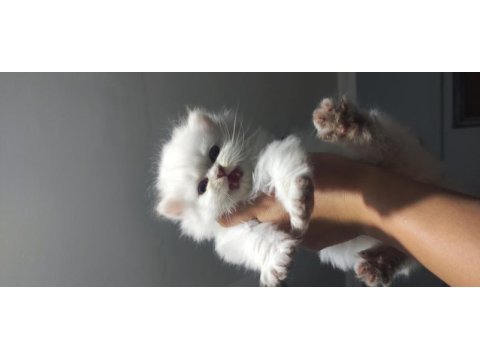 Scottish fold ve scottish longhair bebişlerimiz