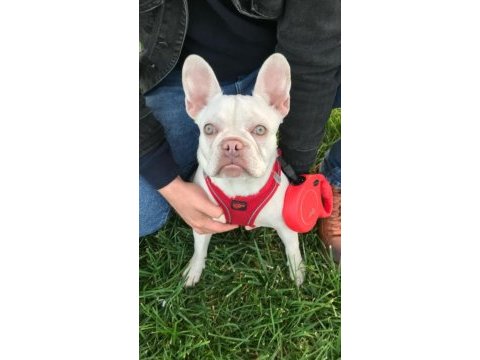 Üst düzey exotic french bulldog 4 aylık erkek