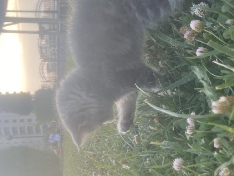 Yavru british shorthair