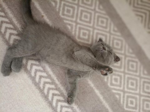 Evdeki sevimli scottish fold kuyruğum
