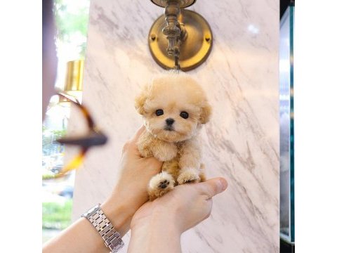 Toy poodle yavrularım