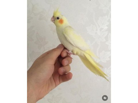 Yavru sultan papağanı bulunur damızlık çift bulunur
