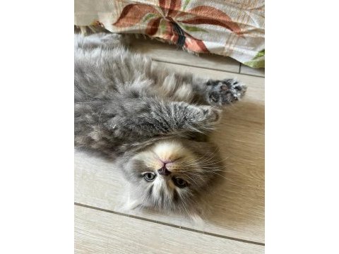 Bu minnak arkadaşınız olabilir british shorthair