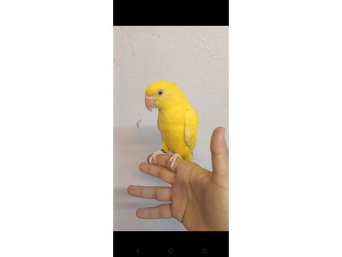Sarışeker pakistan papağanı bebek