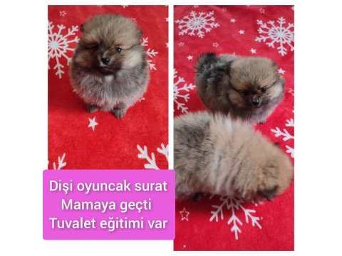 Pomeranian oyuncak yüz