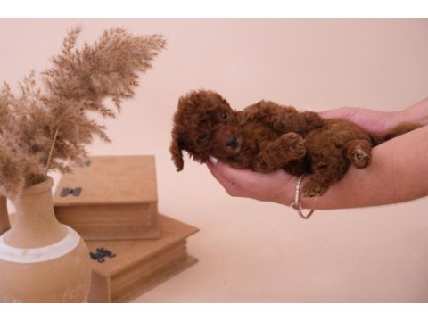 Toy poodle bebeklerimiz