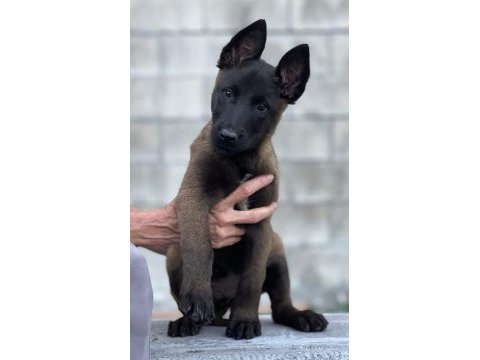 Kaliteli kan hattına sahip belçika malinois