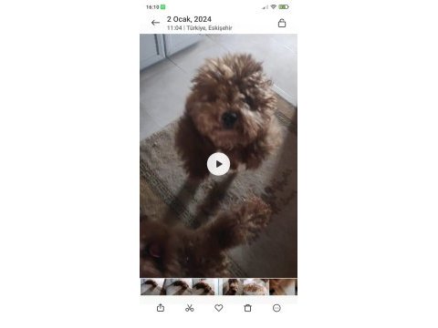 23 temmuz doğumlu erkek toy poodle