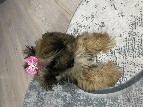 Shih tzu dişi 3 buçuk aylık
