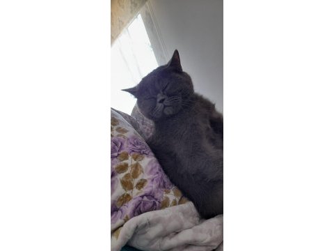 British shorthair kedimiz sahiplendirilecektir