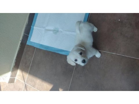 Maltese terrier