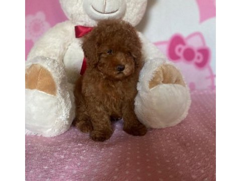 Ruhsatlı köpek çiftliğinden toypoodle yavrularımız 